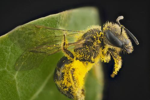 Lasioglossum sp.