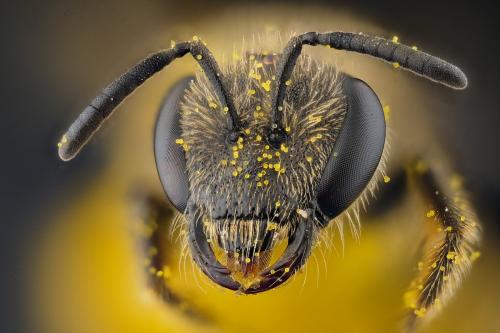 Lasioglossum sp.
