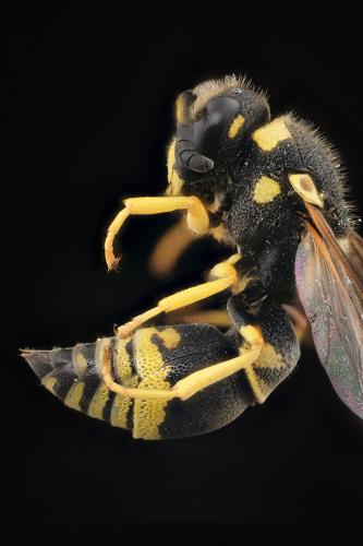Réf. 292 710 : Allodynerus delphinalis