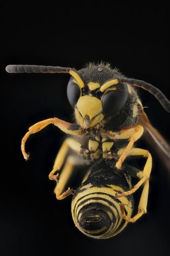 Réf. 292 711 : Allodynerus delphinalis