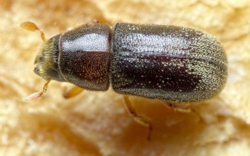 Réf. 292 027 : Polygraphus poligraphus