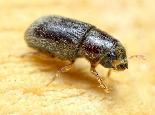 Réf. 292 029 : Polygraphus poligraphus