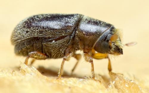 Réf. 292 028 : Polygraphus poligraphus