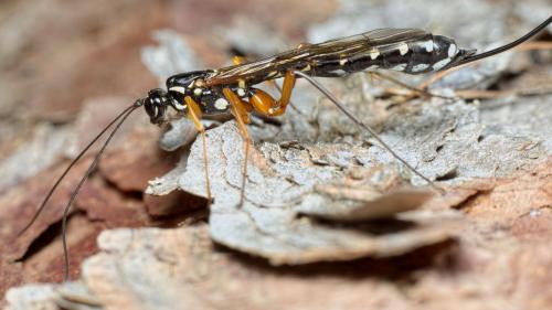Rhyssa persuasoria