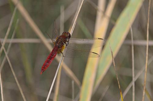 Réf. 292 860 : Crocothemis erythraea