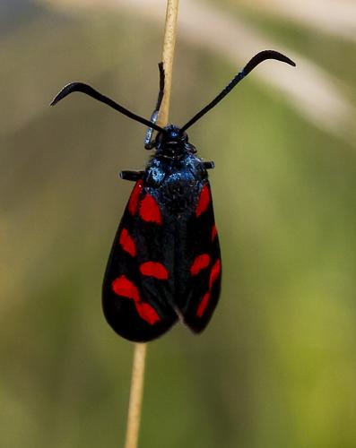 Réf. 292 247 : Zygaena filipendulae
