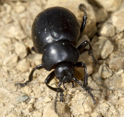 Timarcha tenebricosa