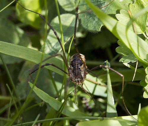 Réf. 292 023 : Phalangium opilio