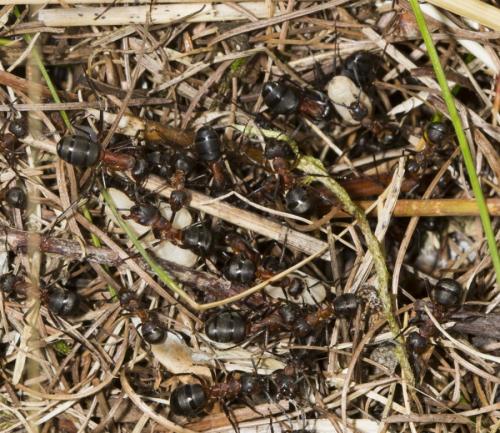 Réf. 292 063 : Formica sp.