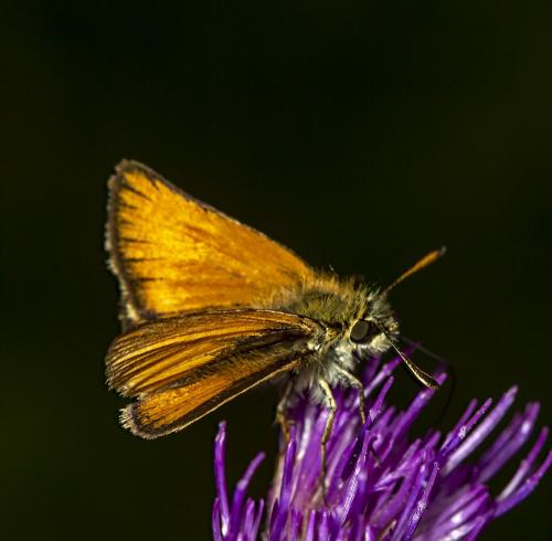 Réf. 292 126 : Thymelicus lineola