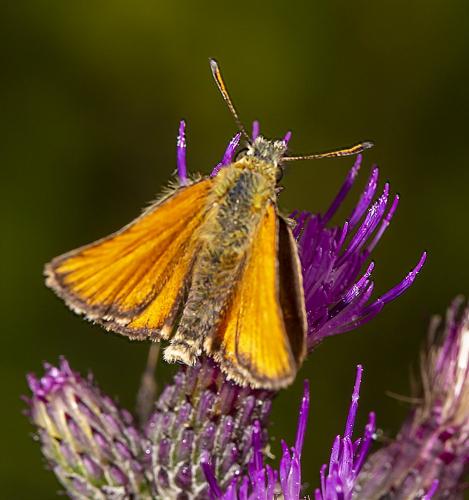 Réf. 292 125 : Thymelicus lineola