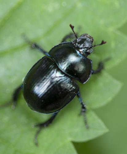 Anoplotrupes stercorosus
