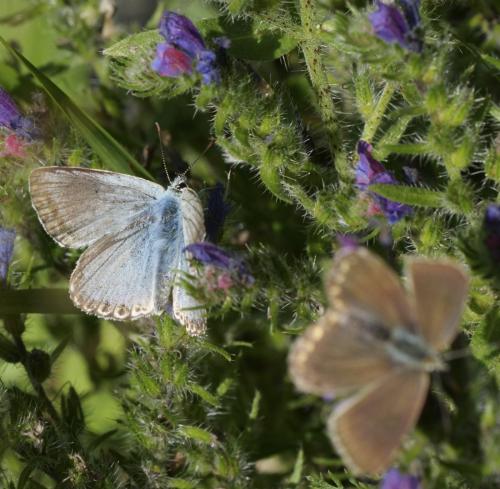Réf. 292 024 : Polyommatus coridon