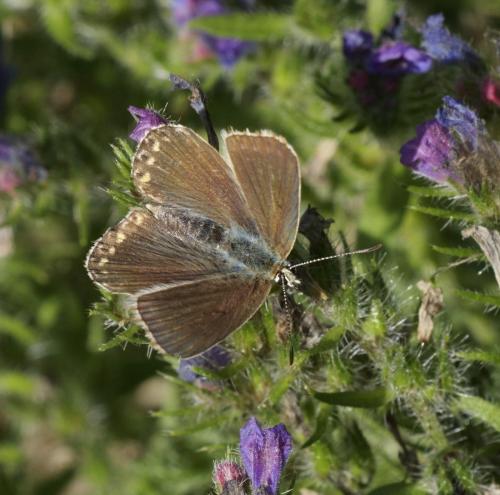 Réf. 292 025 : Polyommatus coridon