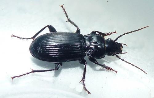 Pterostichus melanarius