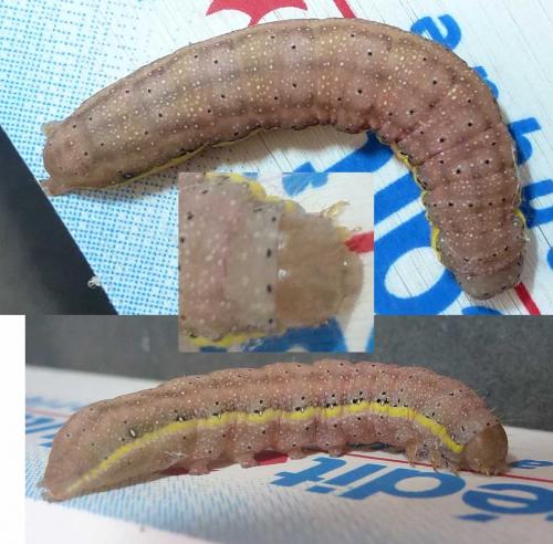 Réf. 292 922 : Lacanobia oleracea