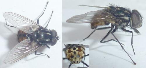 Réf. 292 250 : Graphomya maculata