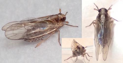 Eurysa lineata