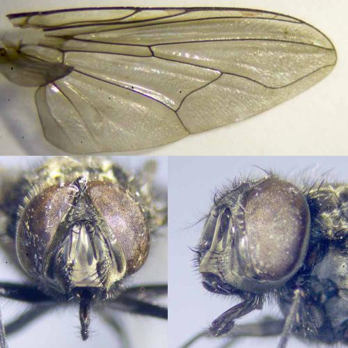Réf. 292 252 : Graphomya maculata