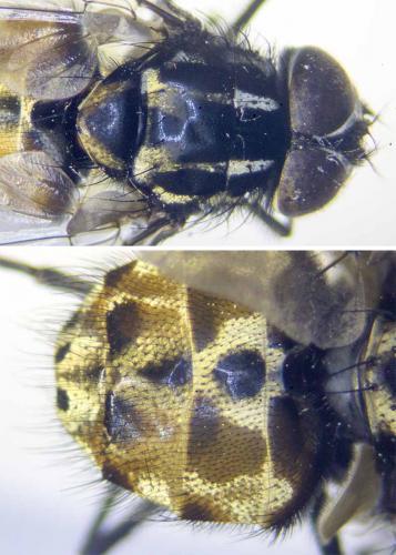 Réf. 292 251 : Graphomya maculata
