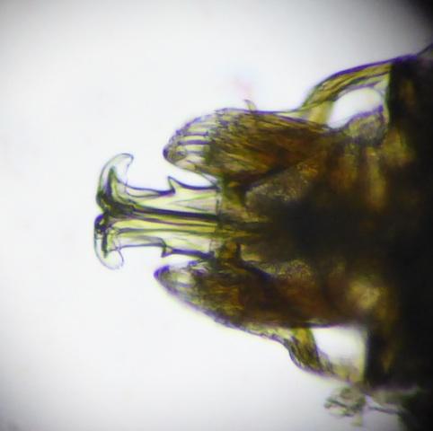 Opisthocheiron elegans