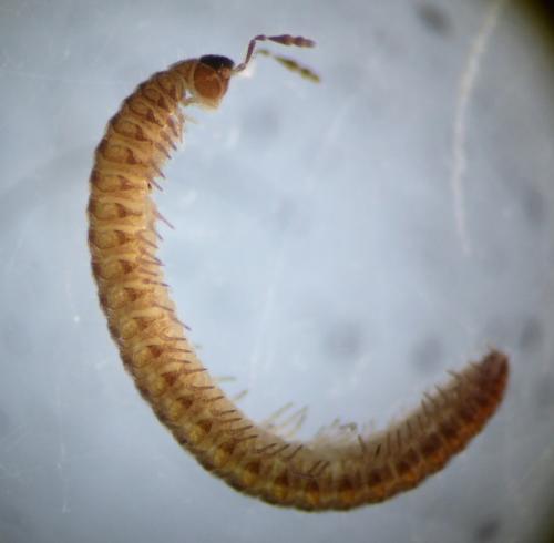 Opisthocheiron elegans