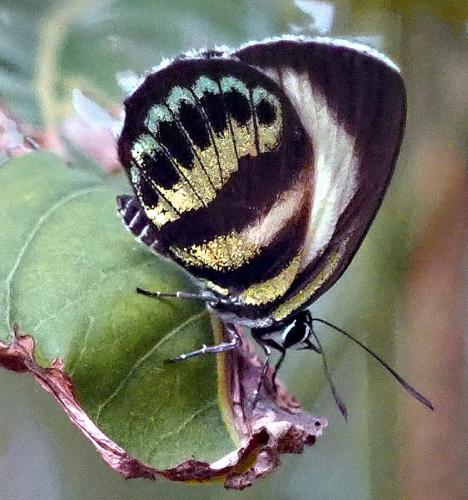 Réf. 292 268 : Nothodanis schaeffera caledonica