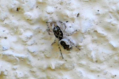 Réf. 292 767 : Salticus zebraneus
