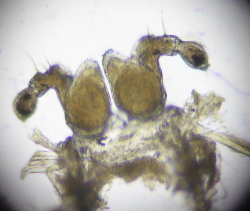 Opisthocheiron elegans