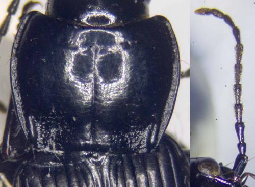 Pterostichus melanarius