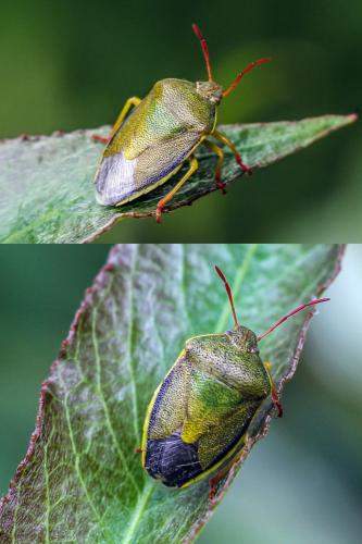 Piezodorus lituratus