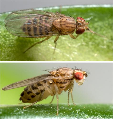 Drosophila busckii