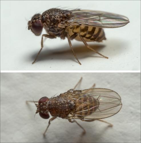 Drosophila repleta