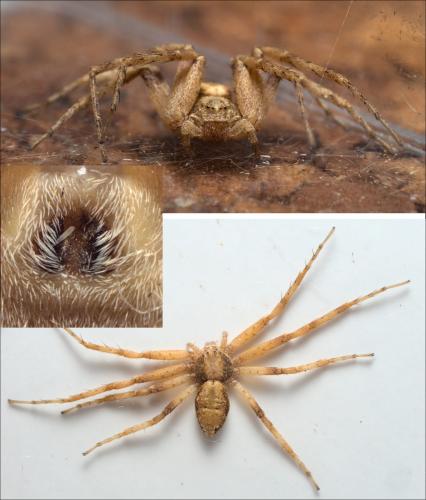 Réf. 292 271 : Philodromus aureolus