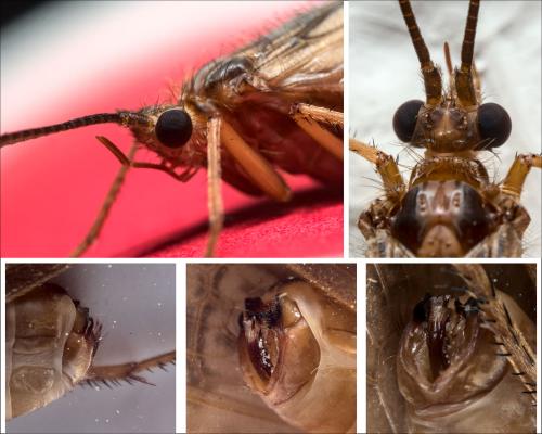 Halesus radiatus