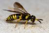 292700 – Photo : André Burgers – Espagne