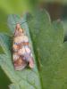 292768 – Photo : Ivan Jaubertie – France (82)