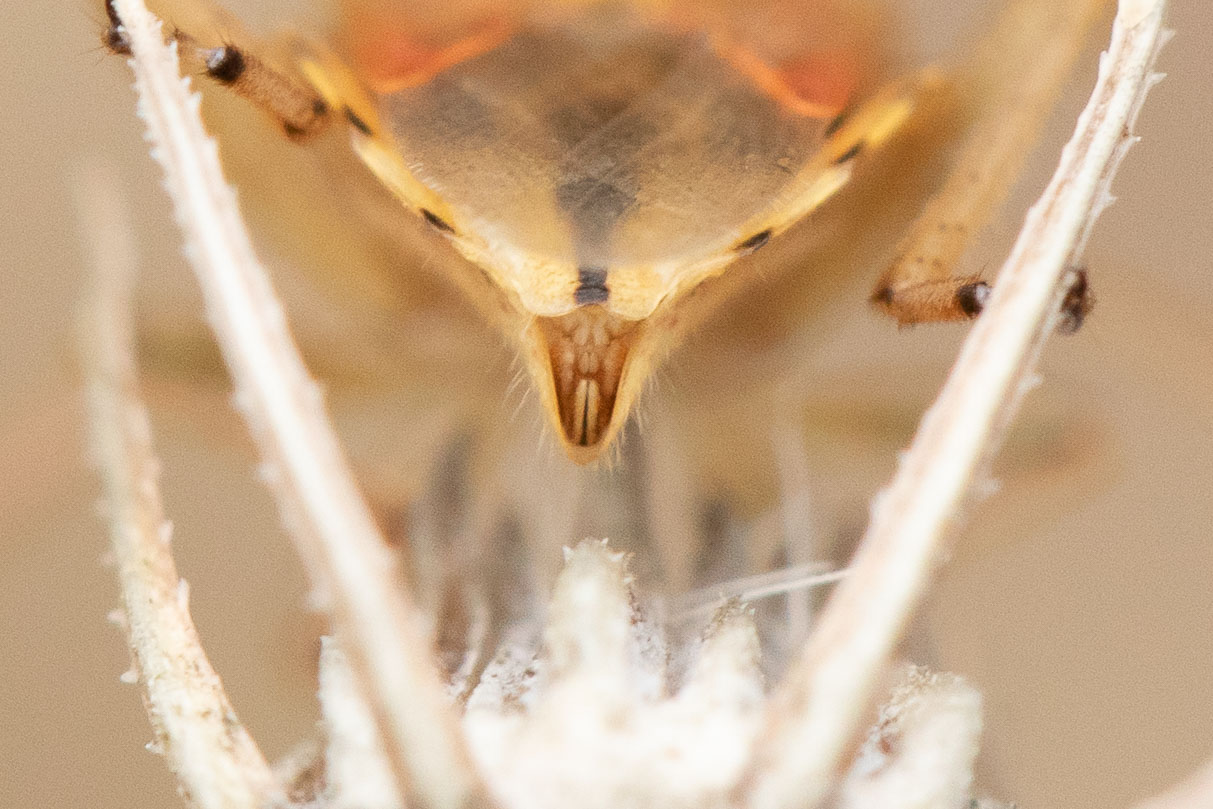 Jessica Joachim - Stictopleurus (abutilon-pictus) - réf. 292921 (1213 x 809 pixels, 197 ko)