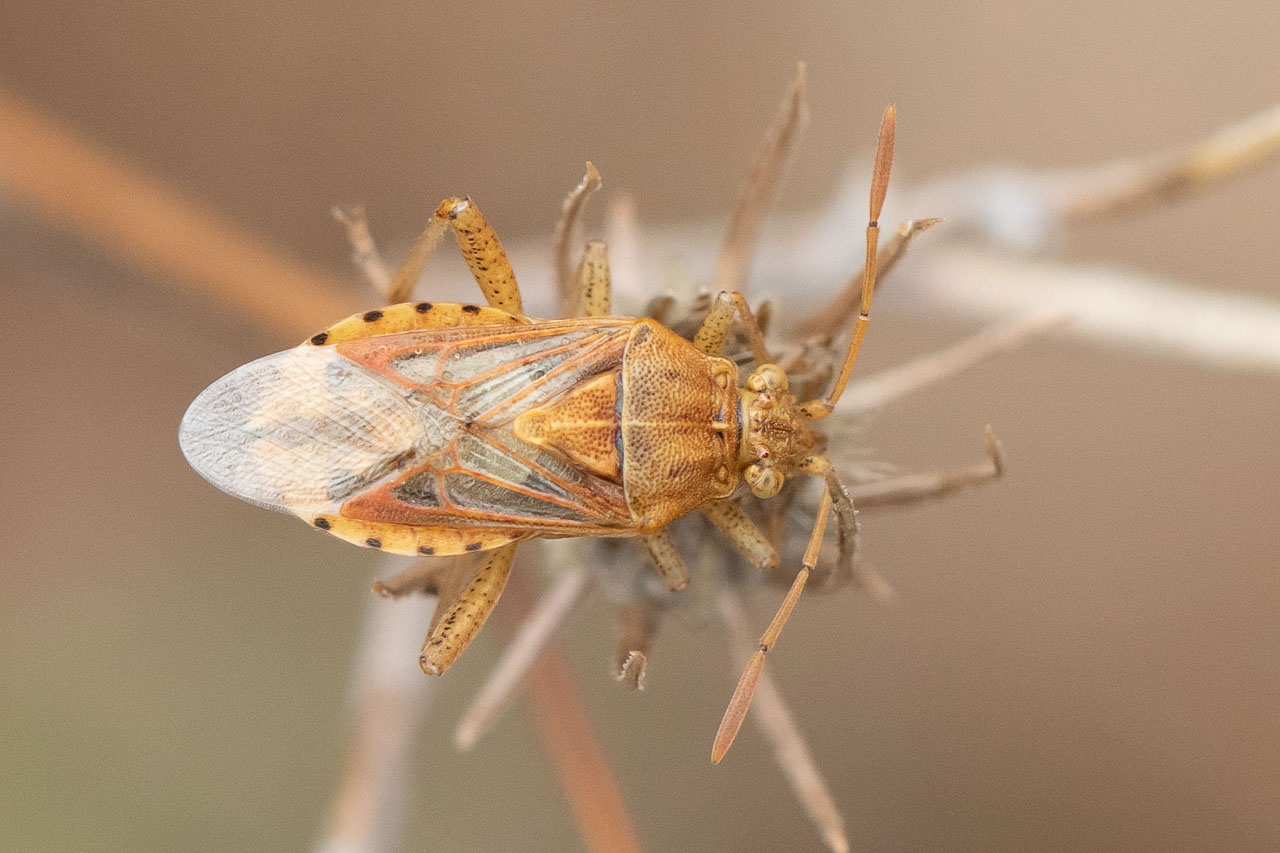 Jessica Joachim - Stictopleurus (abutilon-pictus) - réf. 292920 (1280 x 853 pixels, 204 ko)