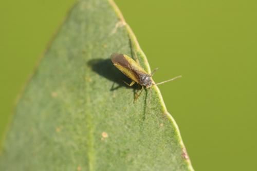 Réf. 293 232 : Platycranus bicolor