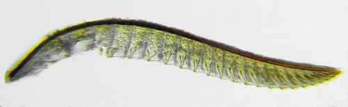 Macrophya sanguinolenta