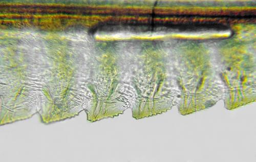 Ametastegia glabrata