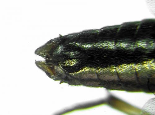Priophorus compressicornis