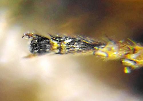 Réf. 293 075 : Pristiphora decipiens