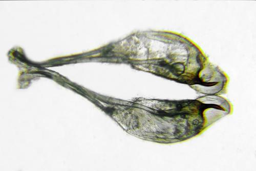 Réf. 293 104 : Pristiphora decipiens