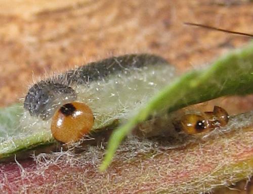 Priophorus compressicornis