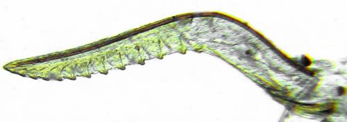 Réf. 293 000 : Heterarthrus vagans
