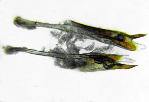 Priophorus compressicornis