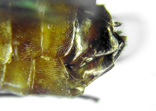 Réf. 293 076 : Pristiphora decipiens