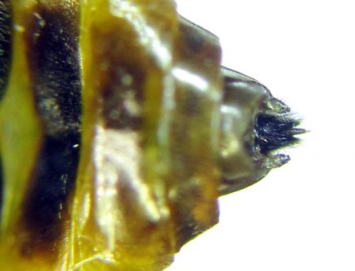 Réf. 293 077 : Pristiphora decipiens